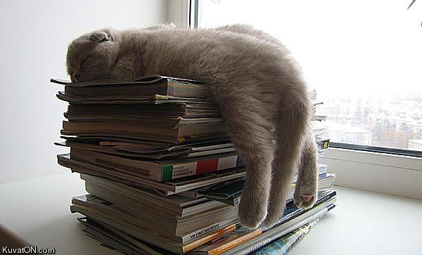 overworked_cat.jpg