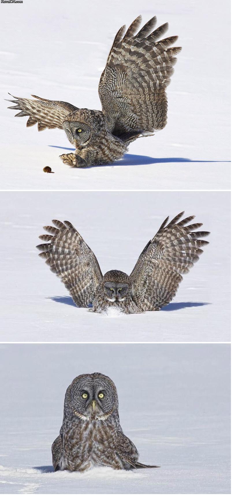 owl.jpeg