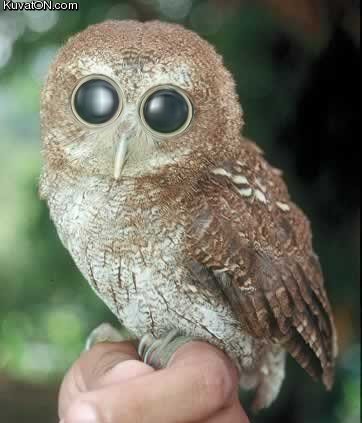 owl3.jpg