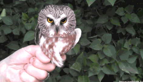 owl_2.gif
