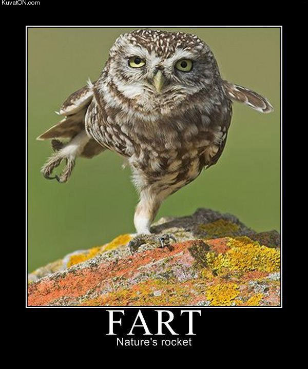 owl_fart.jpg