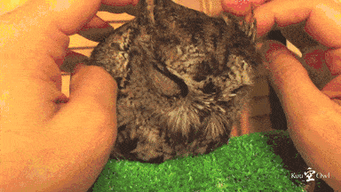 owl_massage.gif