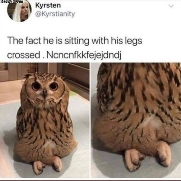 owllegs.jpg