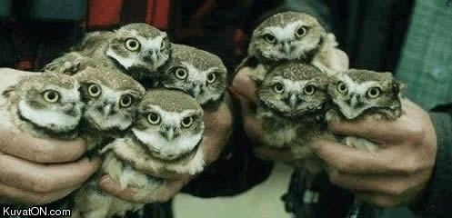 owls.jpg