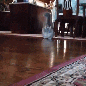 paivan_aww_gif.gif