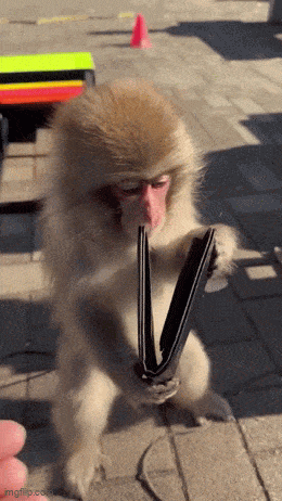 paivan_palkka.gif