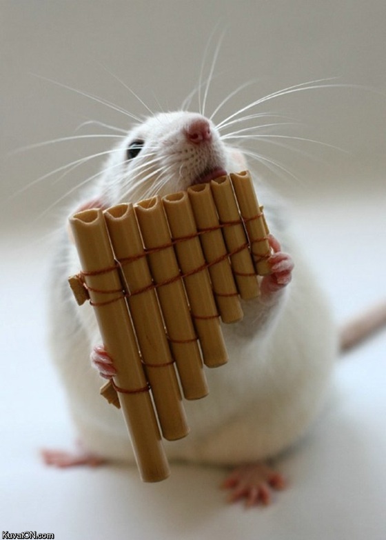 pan_flute_rat.jpg