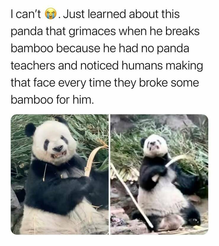 panda6.jpg