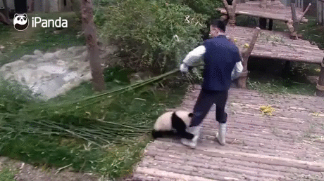 panda_ei_jata_rauhaan.gif