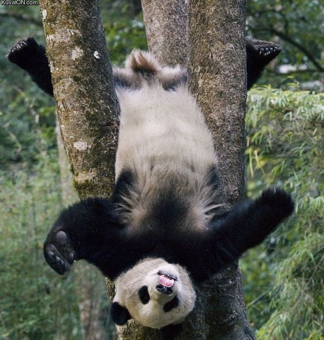 pandacrobat.jpg