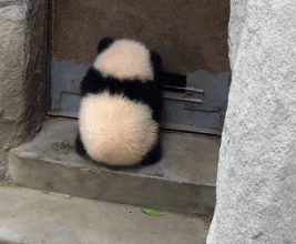 pandanpentu.gif