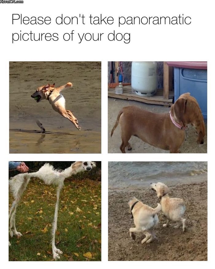 panoramadogs.jpg