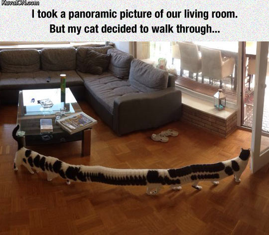 panoramic_picture_of_a_cat.jpg