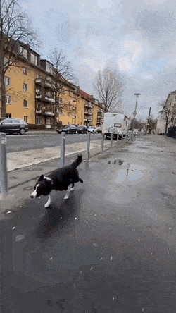 parkourdoge.gif