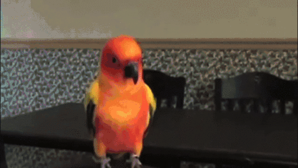 parrot.gif
