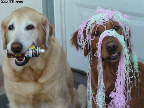 party_dogs.jpg