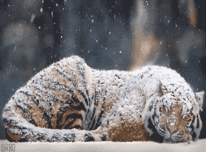 peaceful_sleeping_tiger.gif