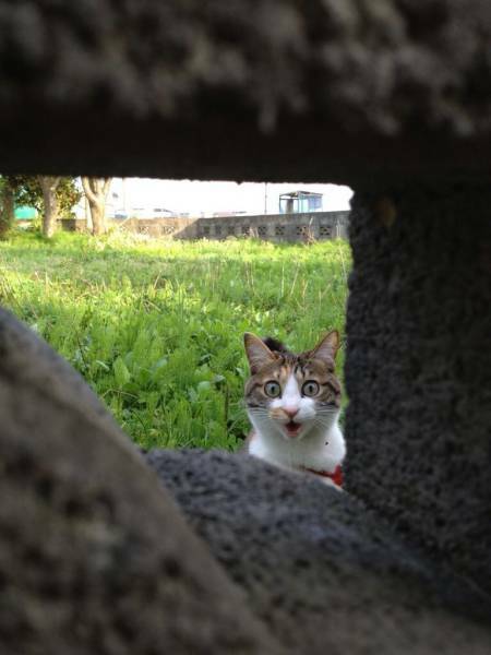 peekaboo6.jpg