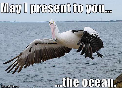 pelican_shows_you_the_ocean.jpg