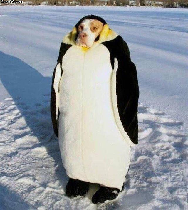 penguindog.jpg