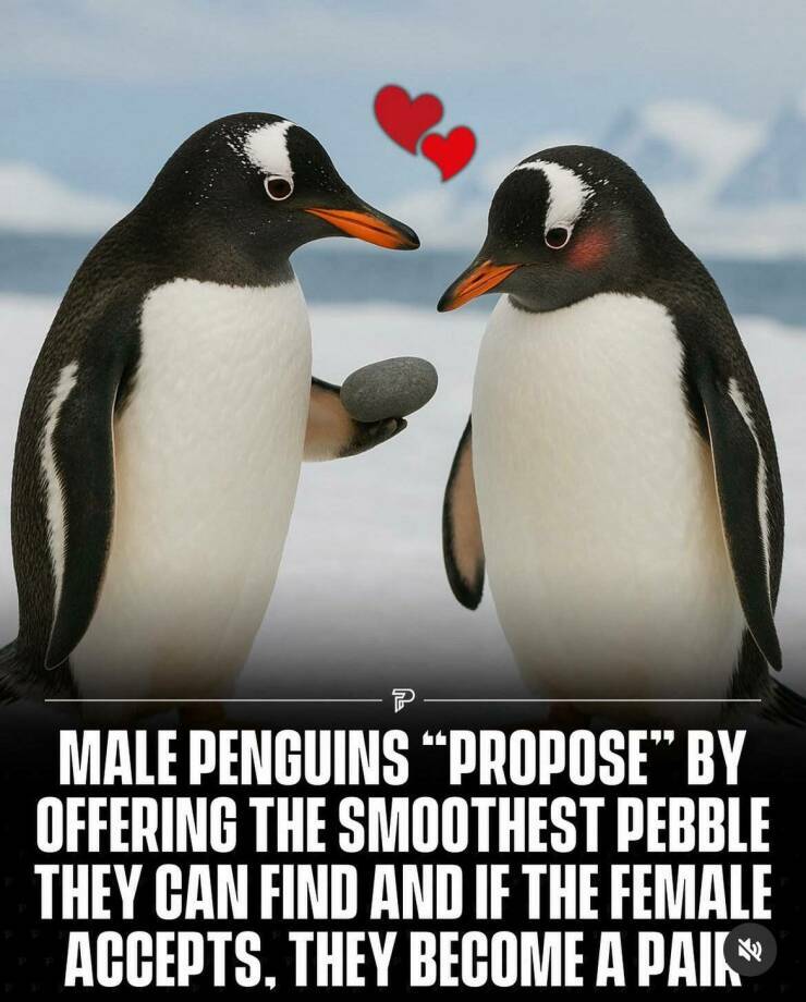 penguins4.jpg