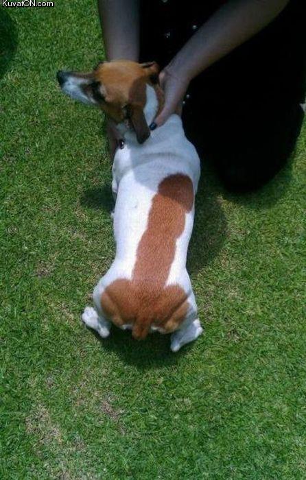 penis_dog.jpg