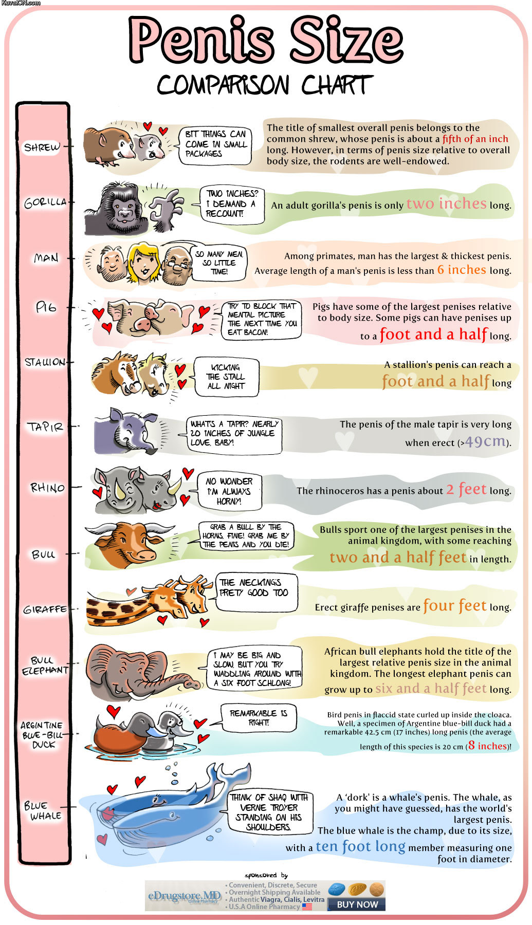 penis_size_comparison_chart.jpg