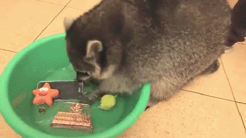pestääs_tää.gif