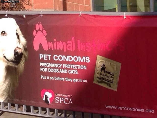 pet_condoms.jpg