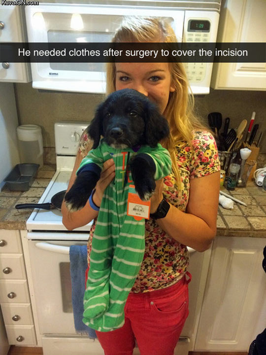 pet_in_babys_clothes.jpg