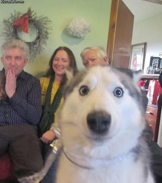 photobomb_doge.jpg