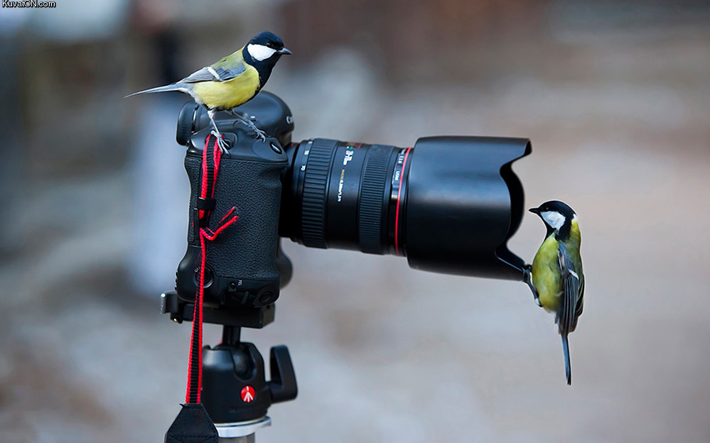 photographer_birds.jpg