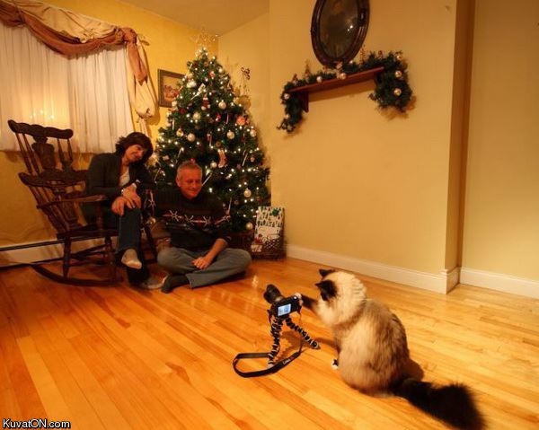 photographer_cat.jpg