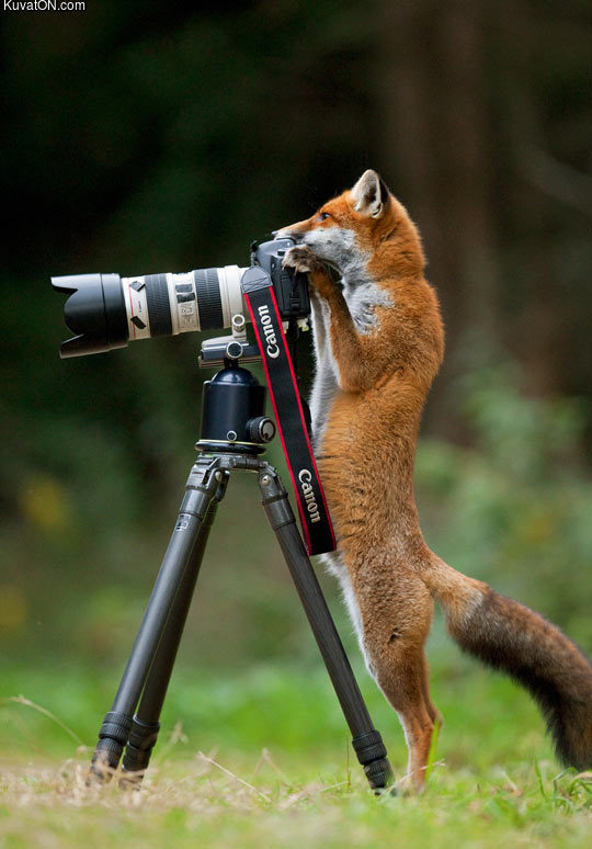 photographer_fox.jpg