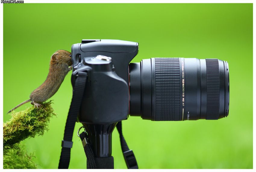 photographer_mouse.jpg