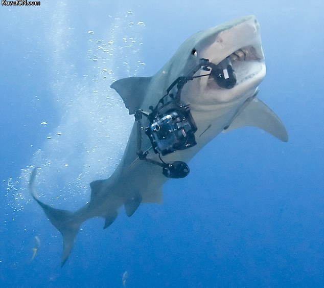 photographer_shark.jpg