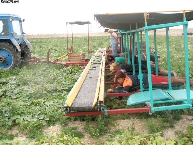 picking_cucumbers.jpg