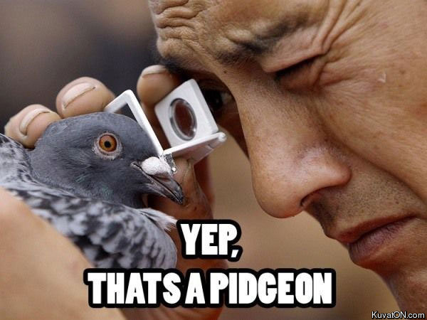 pidgeon.jpg