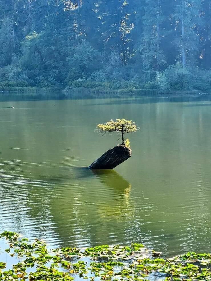 pieni_puu_saaressa.jpg