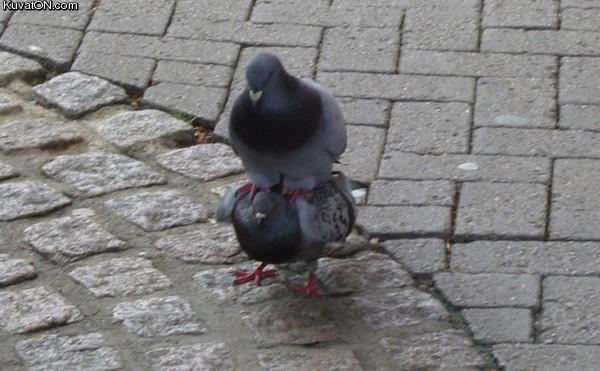 pigeons2.jpg