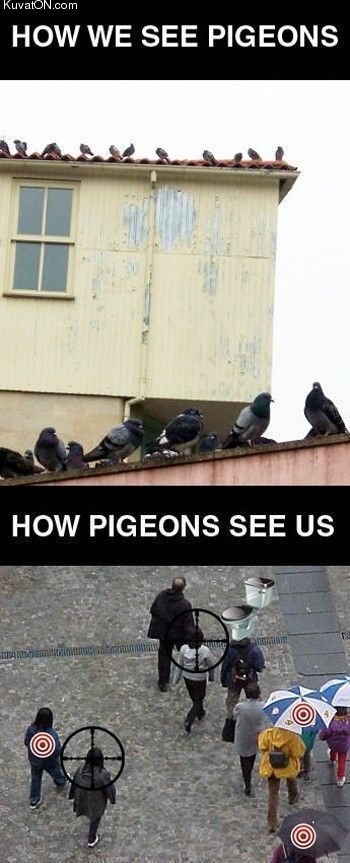 pigeons3.jpg