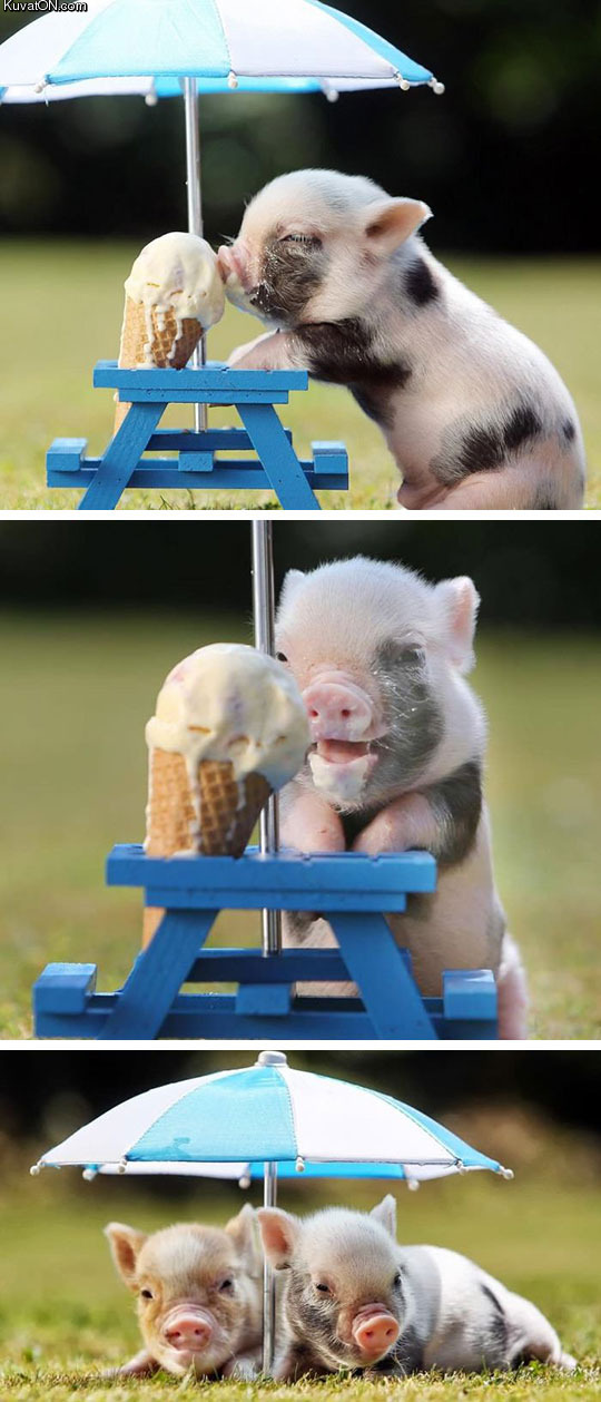 piggy_eating_ice_cream.jpg