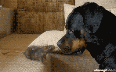 piip.gif