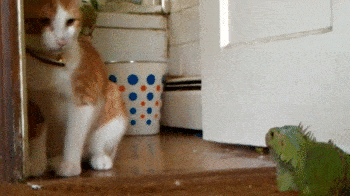 piiskahäntä.gif