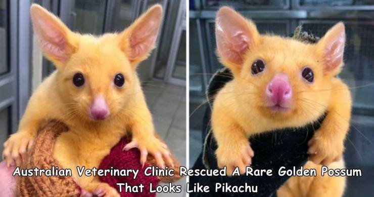 pikachu004.jpg