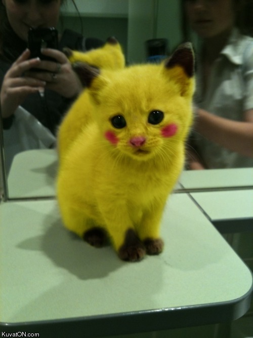 pikachu_cat.jpg