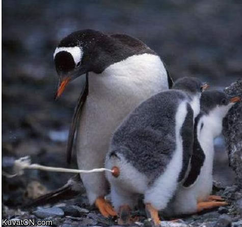 pingviini.jpg