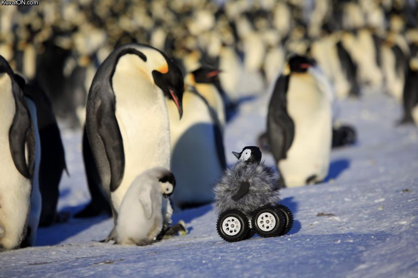 pingviinikamera.jpg