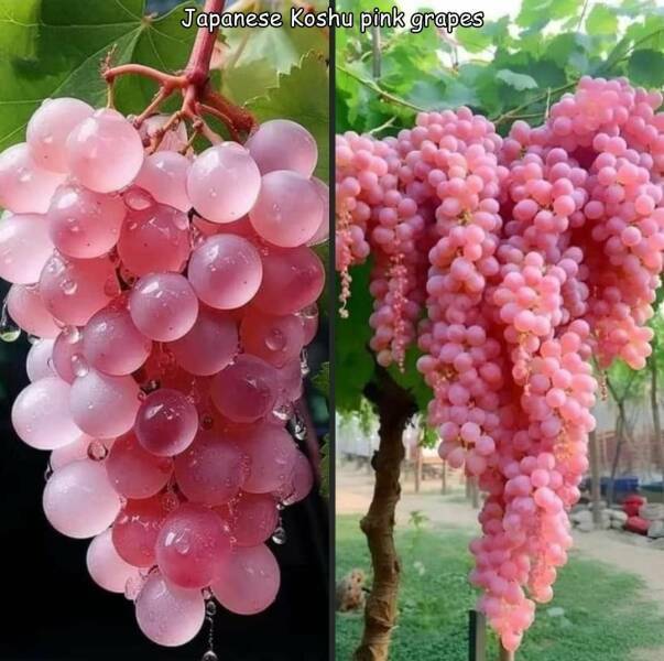 pinkgrapes.jpg