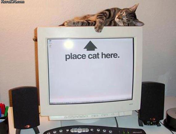 place_cat_here.jpg